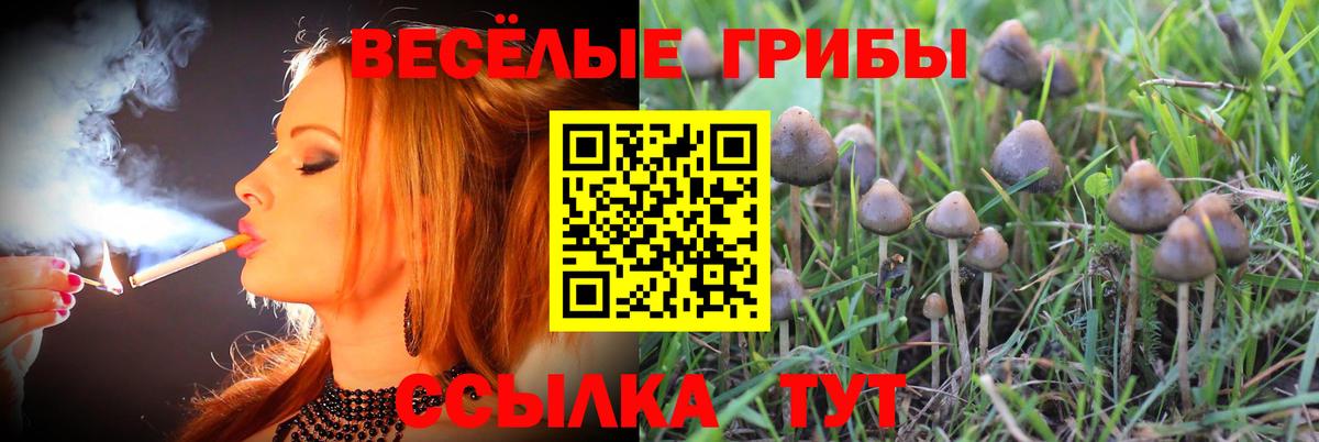 Псилоцибиновые грибы прущие грибы  Вход с VPN  Сургут 